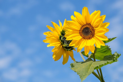 sunflower stems