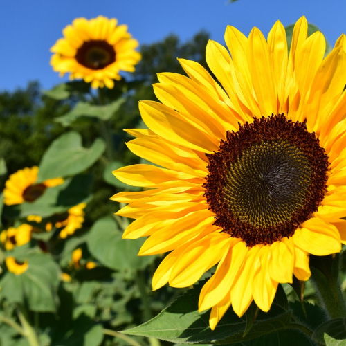 Fresh Cut Sunflower Stems (10 pack)