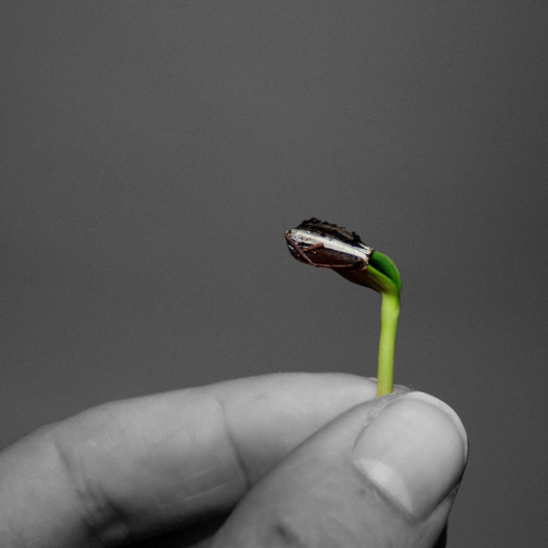 Mini Potted Sunflower